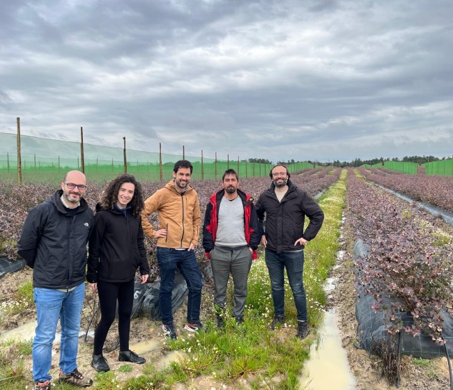 Yara y SanLucar se alían para impulsar la agricultura regenerativa en el cultivo de arándanos