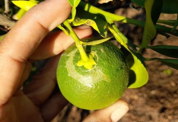 Biología, impacto y control de Scirtothrips aurantii en cítricos en Andalucía