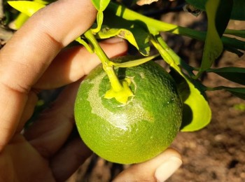Biología, impacto y control de Scirtothrips aurantii en cítricos en Andalucía