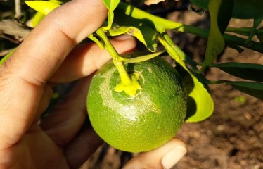 Biología, impacto y control de Scirtothrips aurantii en cítricos en Andalucía