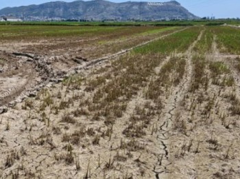 Los arroceros de la Albufera sufren una plaga devastadora de Mythimna sp y exigen medidas urgentes