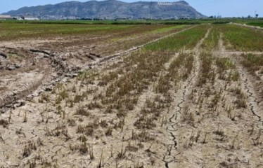 Los arroceros de la Albufera sufren una plaga devastadora de Mythimna sp y exigen medidas urgentes