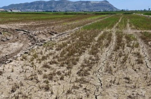 Los arroceros de la Albufera sufren una plaga devastadora de Mythimna sp y exigen medidas urgentes