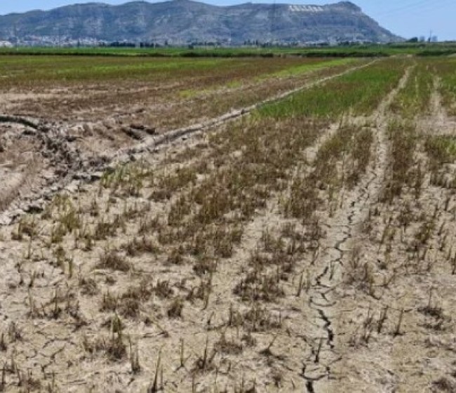 Los arroceros de la Albufera sufren una plaga devastadora de Mythimna sp y exigen medidas urgentes