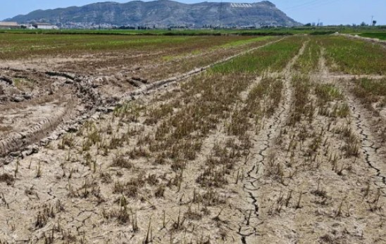 Los arroceros de la Albufera sufren una plaga devastadora de Mythimna sp y exigen medidas urgentes