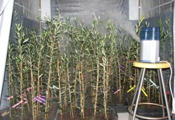 Resistencia al repilo en las nuevas variedades Sultana, Sikitita, y Sikitita 2