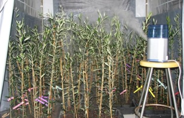 Resistencia al repilo en las nuevas variedades Sultana, Sikitita, y Sikitita 2