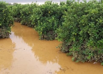 Actuaciones en las zonas afectadas por la dana frente a la gomosis de los cítricos