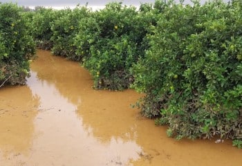 Actuaciones en las zonas afectadas por la dana frente a la gomosis de los cítricos