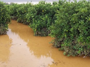 Actuaciones en las zonas afectadas por la dana frente a la gomosis de los cítricos