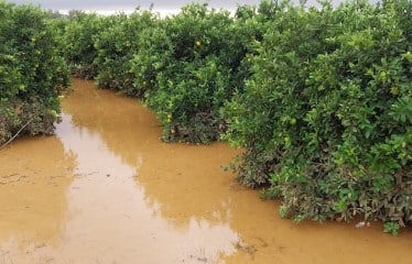 Actuaciones en las zonas afectadas por la dana frente a la gomosis de los cítricos