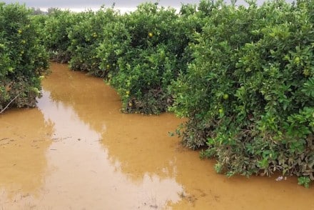 Actuaciones en las zonas afectadas por la dana frente a la gomosis de los cítricos