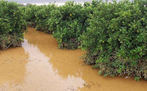 Actuaciones en las zonas afectadas por la dana frente a la gomosis de los cítricos