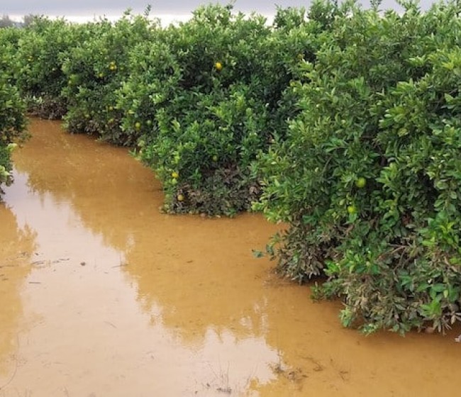 Actuaciones en las zonas afectadas por la dana frente a la gomosis de los cítricos