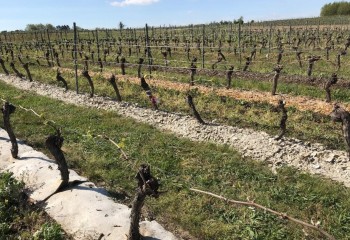 Climed Fruit: conservación del suelo y almacenamiento de carbono