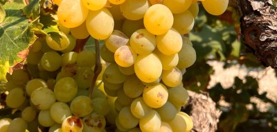 La uva moscatel de Teulada resiste tras la sequía histórica de 2024