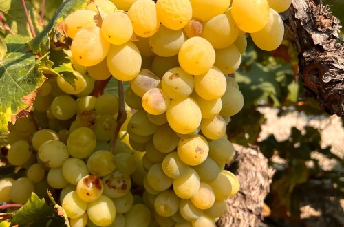 La uva moscatel de Teulada resiste tras la sequía histórica de 2024