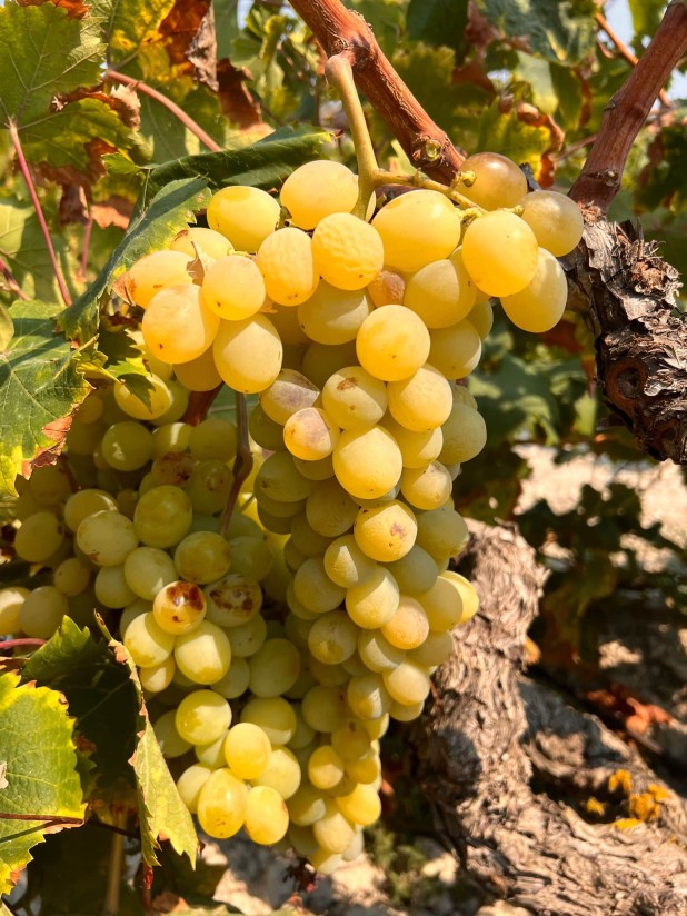 La uva moscatel de Teulada resiste tras la sequía histórica de 2024