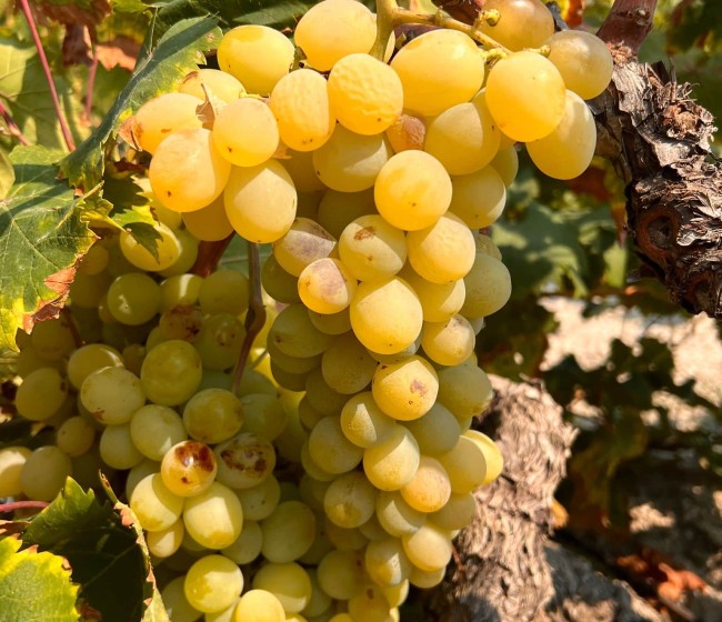 La uva moscatel de Teulada resiste tras la sequía histórica de 2024