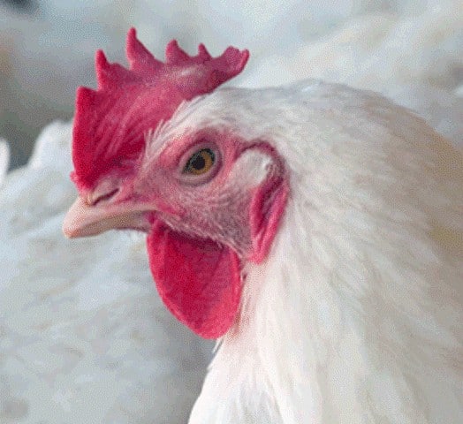 Elanco