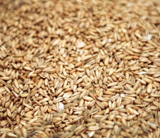 Asaja Castilla y León pide a los fabricantes que incluyan la avena en la formulación de piensos compuestos