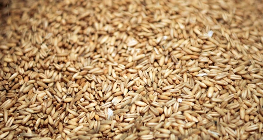 Avena-grano