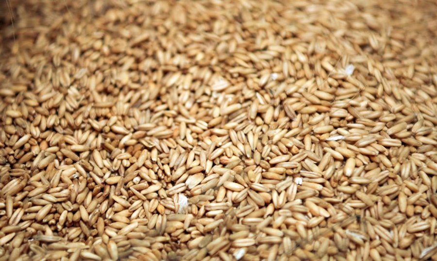 Asaja Castilla y León pide a los fabricantes que incluyan la avena en la formulación de piensos compuestos