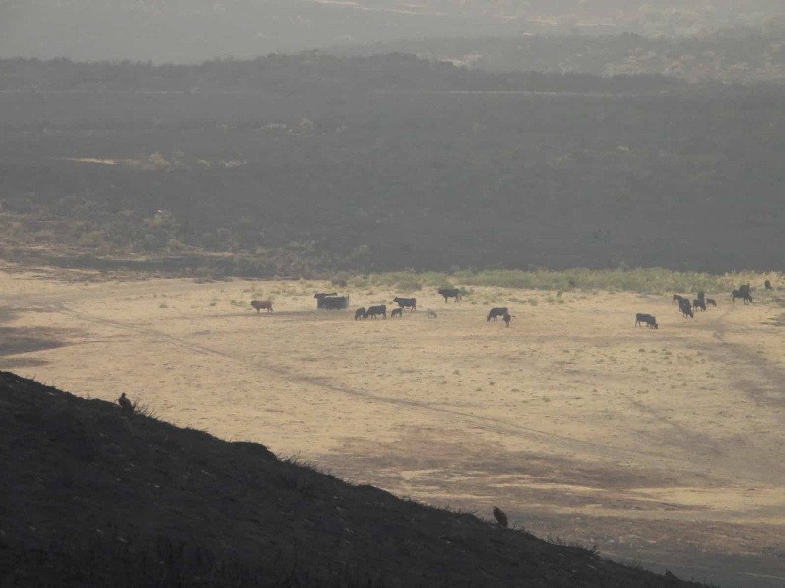 Las asociaciones de razas autóctonas ponen en valor la ganadería extensiva ante los incendios