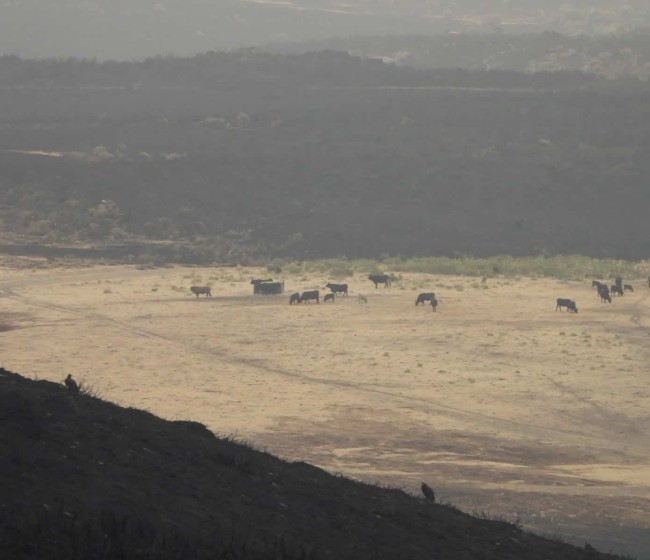 Las asociaciones de razas autóctonas ponen en valor la ganadería extensiva ante los incendios