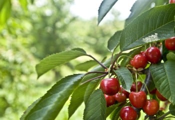 Las autoridades de China autorizan la importación de cereza española