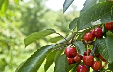Las autoridades de China autorizan la importación de cereza española