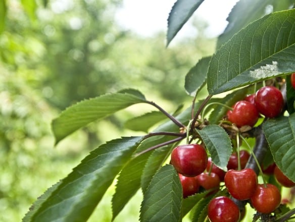Las autoridades de China autorizan la importación de cereza española