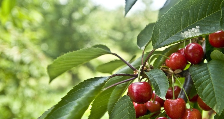 cerezas