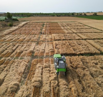 Agricultura finaliza la campaña de ensayos agronómicos de cultivos de invierno para el registro de nuevas variedades