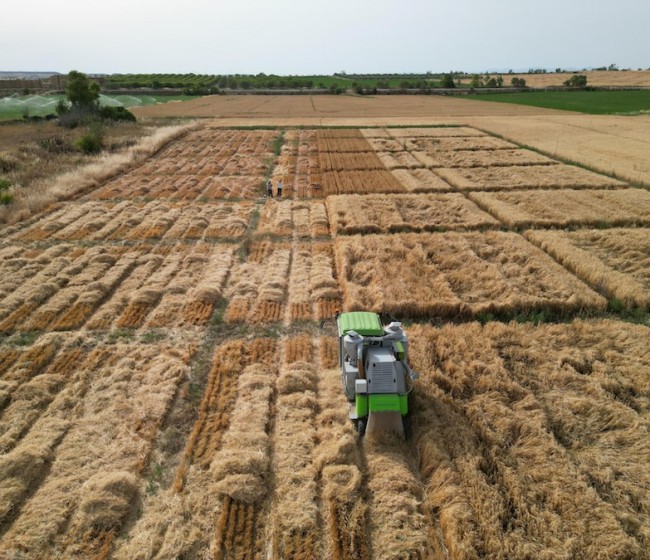Agricultura finaliza la campaña de ensayos agronómicos de cultivos de invierno para el registro de nuevas variedades