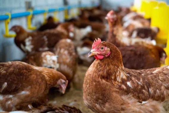 China prohíbe la importación de productos avícolas de España por los brotes de gripe aviar