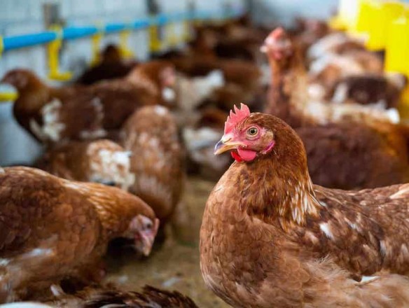 China prohíbe la importación de productos avícolas de España por los brotes de gripe aviar