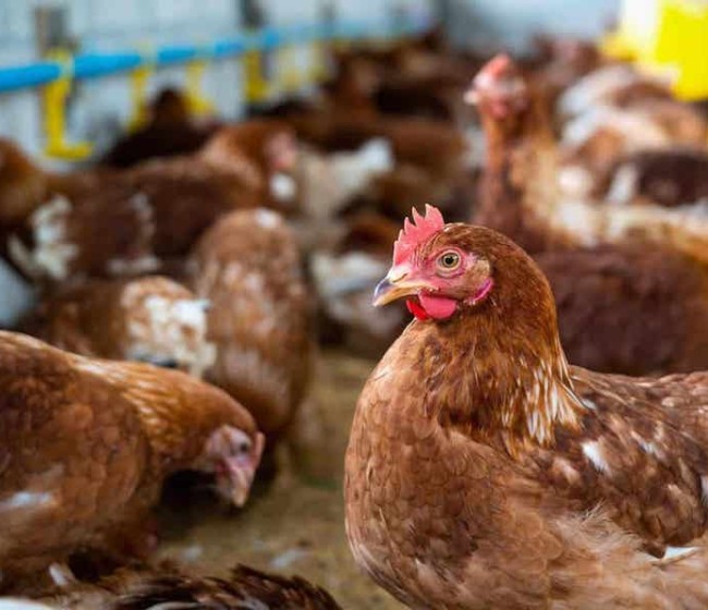 China prohíbe la importación de productos avícolas de España por los brotes de gripe aviar