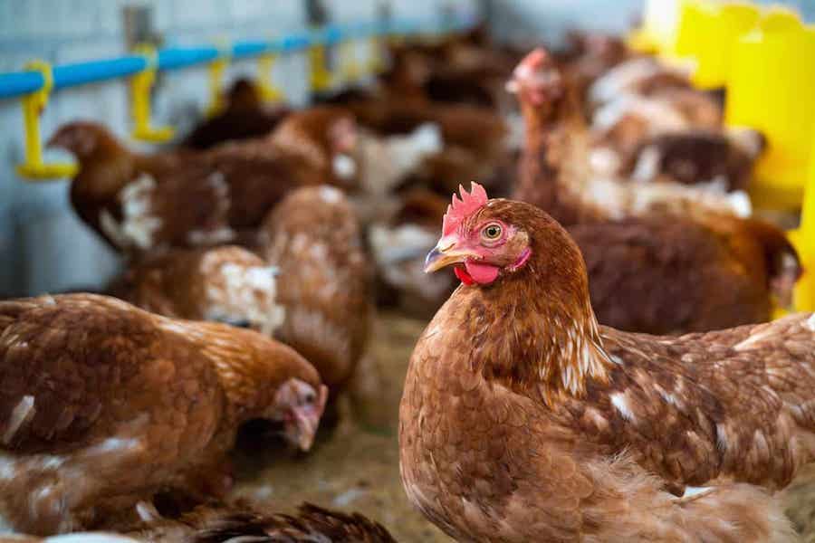 China prohíbe la importación de productos avícolas de España por los brotes de gripe aviar