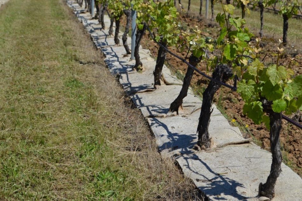 Climed Fruit: prácticas innovadoras para la gestión del estrés hídrico y la agricultura de secano 