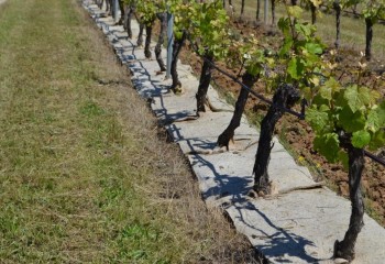 Climed Fruit: prácticas innovadoras para la gestión del estrés hídrico y la agricultura de secano 