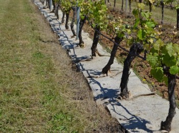 Climed Fruit: prácticas innovadoras para la gestión del estrés hídrico y la agricultura de secano 