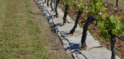 Climed Fruit: prácticas innovadoras para la gestión del estrés hídrico y la agricultura de secano 
