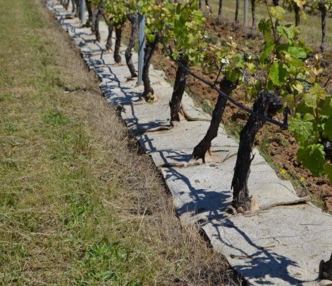 Climed Fruit: prácticas innovadoras para la gestión del estrés hídrico y la agricultura de secano 