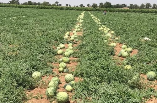 Cooperativas Agroalimentarias de Castilla-La Mancha considera injustificada la bajada de precios del melón y la sandía