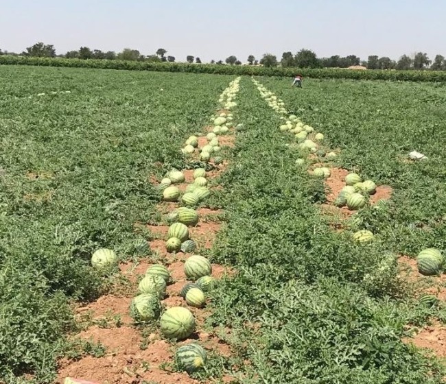 Cooperativas Agroalimentarias de Castilla-La Mancha considera injustificada la bajada de precios del melón y la sandía