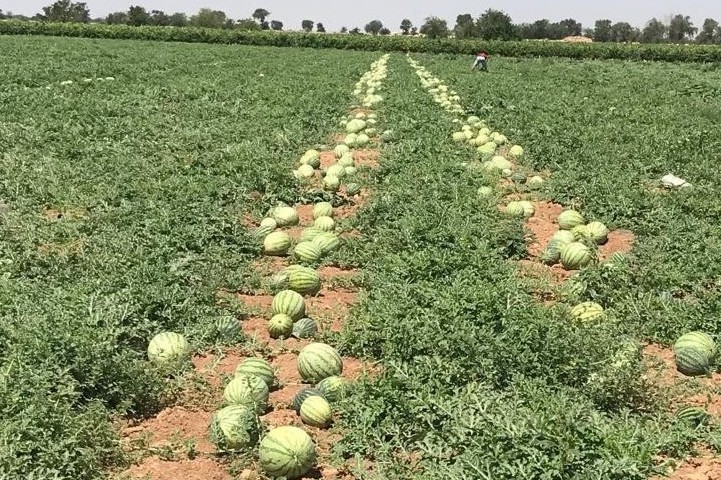 sandia