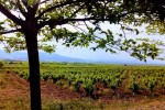 El precio medio de la tierra de cultivo se sitúa en 10.248 euros por hectárea, con un incremento acumulado del 13,8% desde 2020