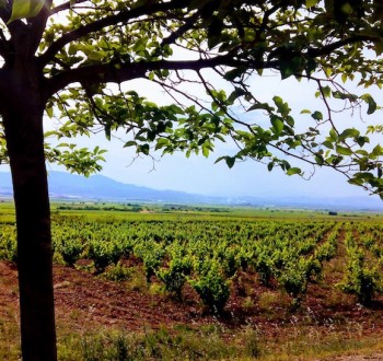 El precio medio de la tierra de cultivo se sitúa en 10.248 euros por hectárea, con un incremento acumulado del 13,8% desde 2020