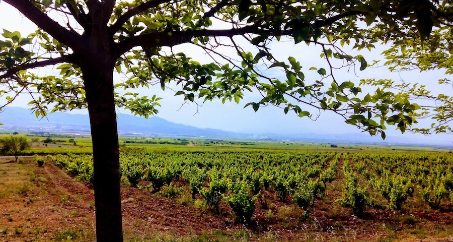 tierra_vinedo